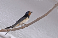 Hirundo rustica